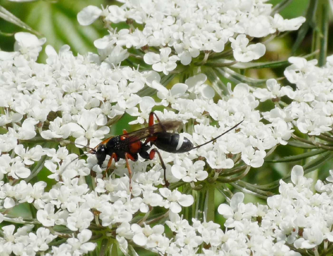 Synechocryptus mactator nuovo per l''Italia peninsulare !!!